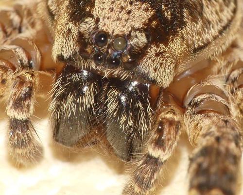 Réf. 334 549 : Zoropsis spinimana